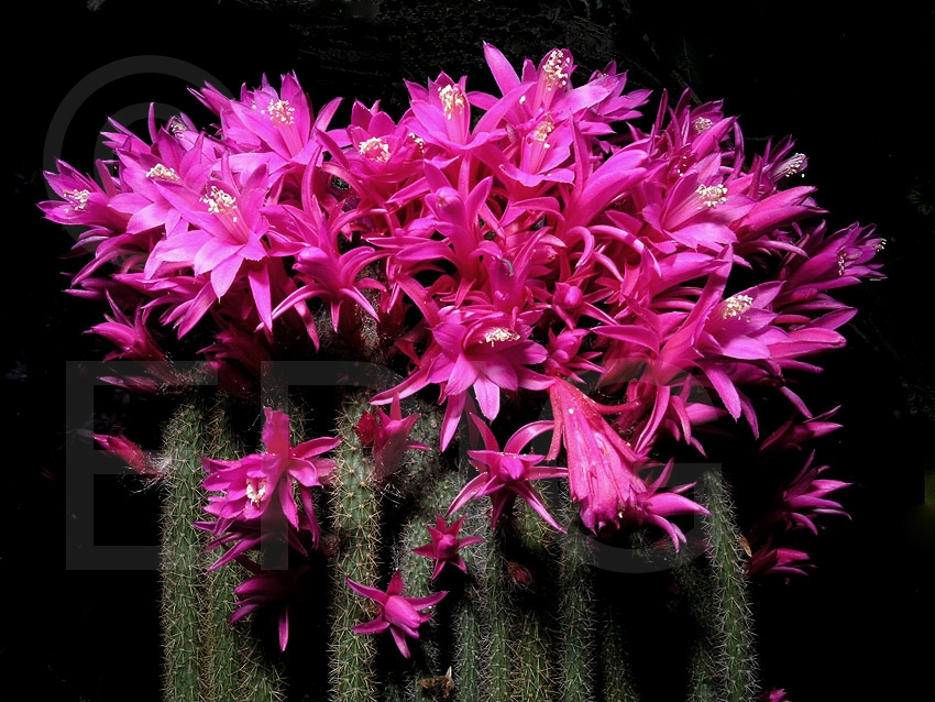 Aporocactus Interessengemeinschaft Epiphytische Kakteen