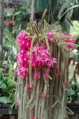 Aporocactus flagelliformis (Foto Rainbow Gardens)
