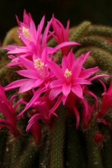 Aporocactus flagelliformis (Foto Rudolf Heßing-Herick)