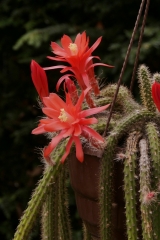 Aporocactus martianus (Foto Rudolf Heßing-Herick)