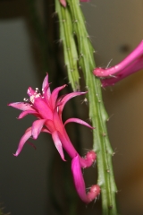 Aporophyllum 'Anette' (Foto Walter Widmann)