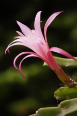 Aporophyllum 'Bling Bling' (Foto Rudolf Heßing-Herick)