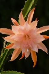Aporophyllum 'Camilla Berggren' (Foto Rudolf Heßing-Herick)