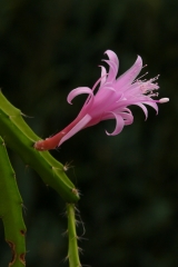 Aporophyllum 'Elfentanz' (Foto Rudolf Heßing-Herick)