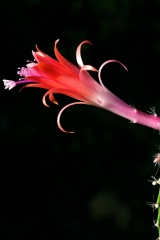 Aporophyllum 'Elfentraum' (Foto Rudolf Heßing-Herick)