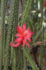 Aporophyllum 'Leptohis' (Foto Walter Widmann)