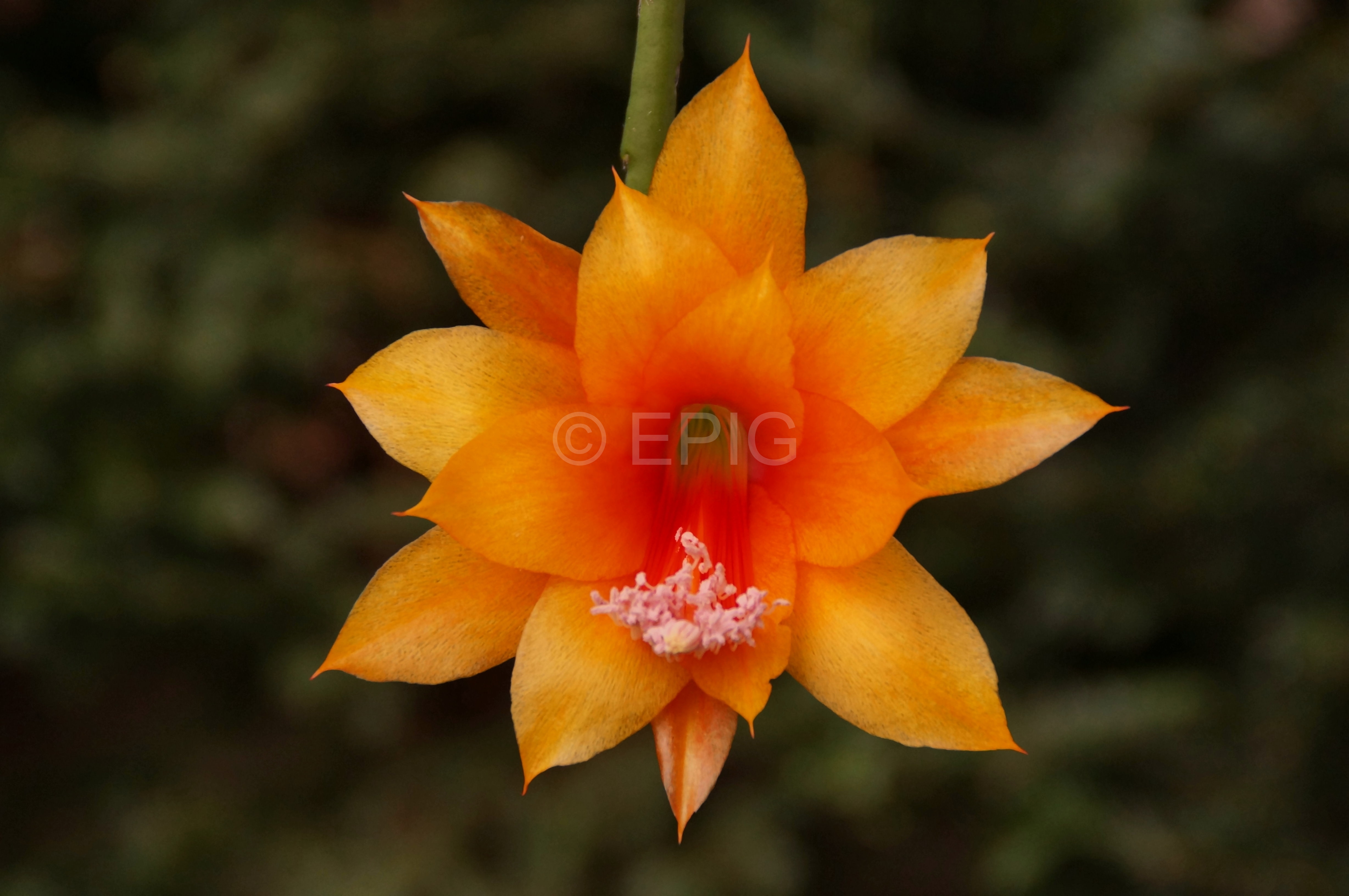 Disocactus Interessengemeinschaft Epiphytische Kakteen