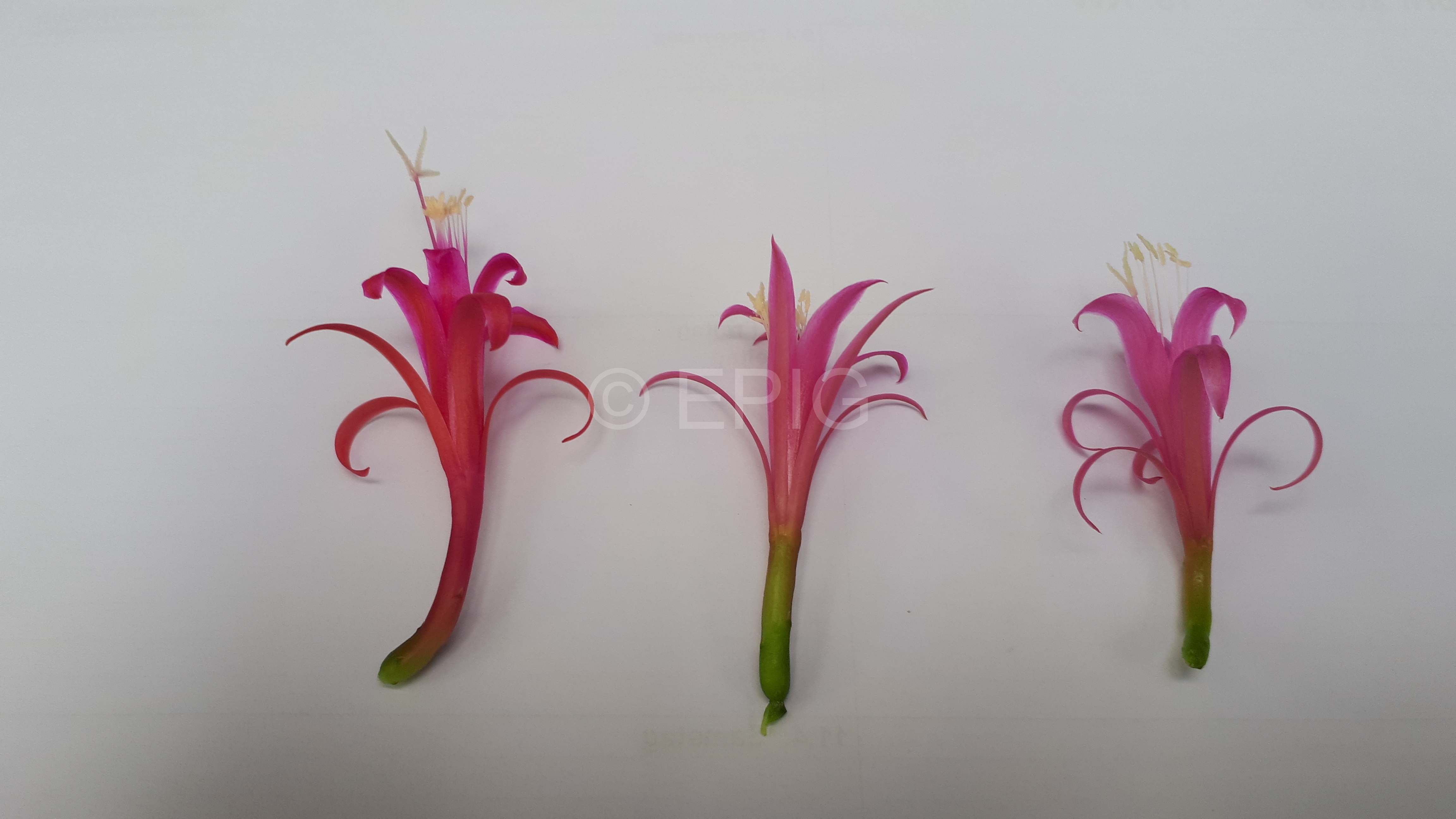 Disocactus biformis Vergleich verschiedener Blütenformen (Foto Tobias Pfeil)