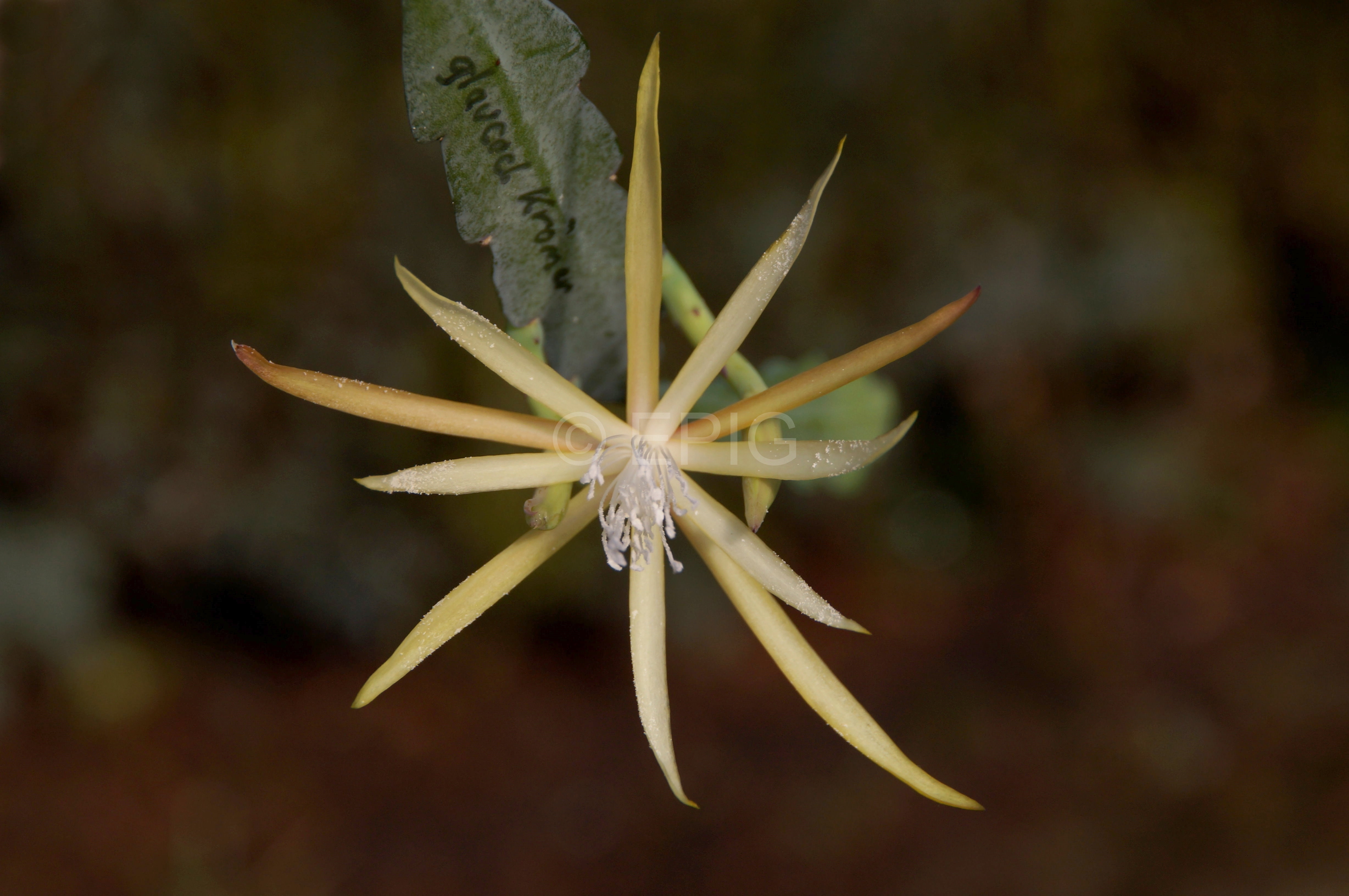 Disocactus macranthus Klon Krömer (Foto Rudolf Heßing-Herick)