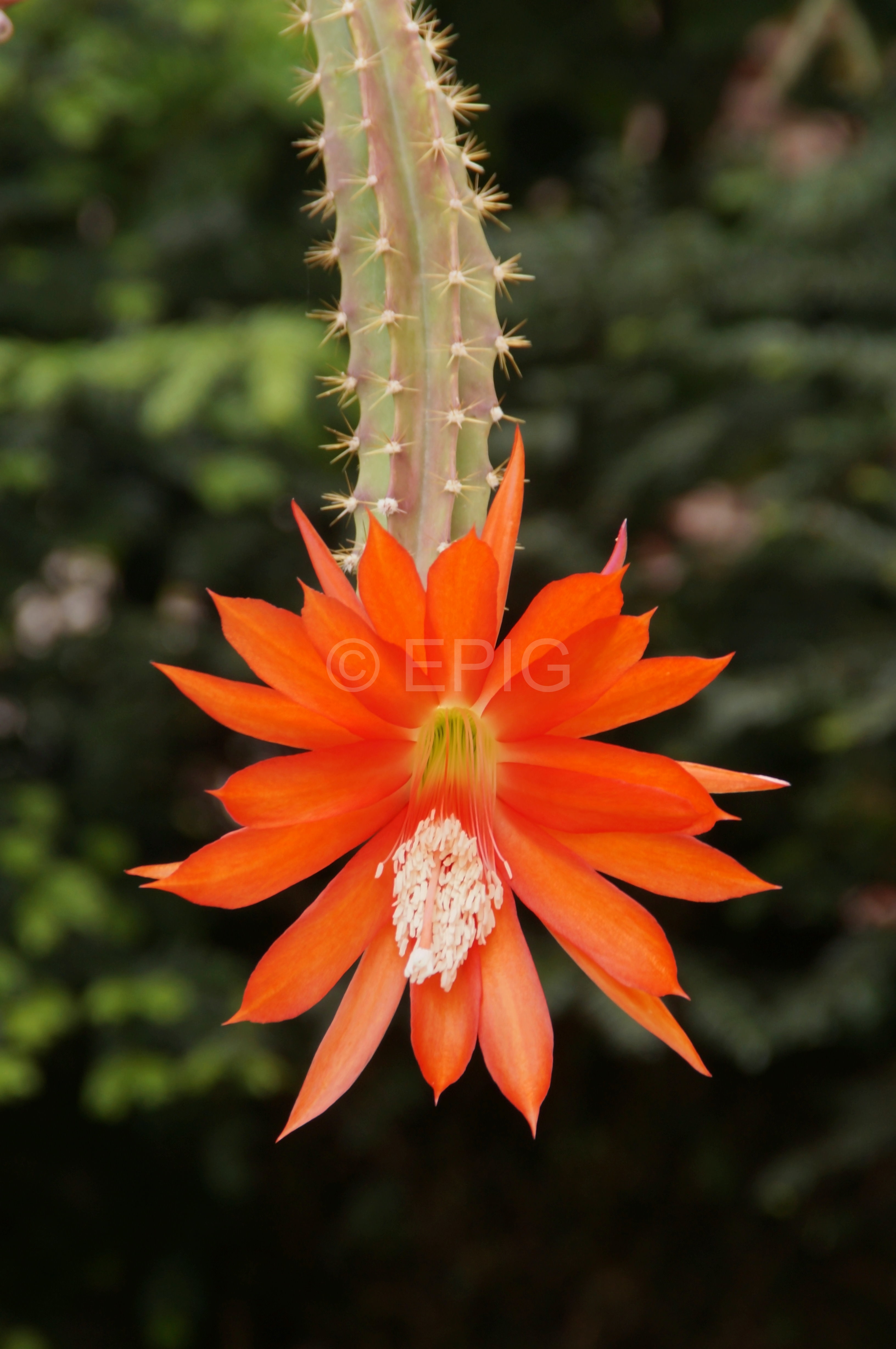 Disocactus Interessengemeinschaft Epiphytische Kakteen