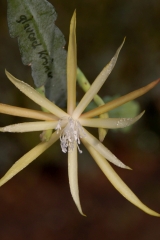 Disocactus macranthus Klon Krömer (Foto Rudolf Heßing-Herick)