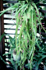 Disocactus quezaltecus (Foto Rainbow Gardens)