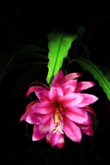 Epikaktus 'Blume von Hawaii' (Foto Heiner Düsterhaus)