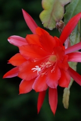 Epikaktus 'Jalisco Curly' (Foto Rudolf Heßing-Herick)