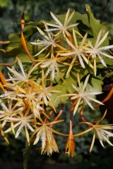 Epikaktus 'Jalisco Starlight' (Foto Rudolf Heßing-Herick)