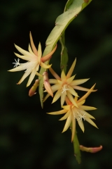 Epikaktus 'Jemo' (Foto Rudolf Heßing-Herick)