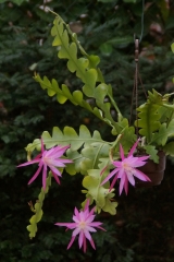 Epikaktus 'Kodi I' (Foto Rudolf Heßing-Herick)