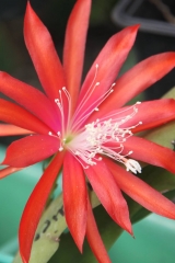 Epikaktus 'Lollipop' (Foto Heinz Peter Mohrdieck)