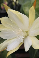 Epikaktus 'Maienglück' (Foto Heinz Peter Mohrdieck)