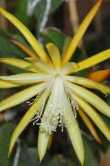 Epikaktus 'Nahe Gold' (Foto Heinz Peter Mohrdieck)