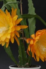 Epikaktus 'Yellow Tang' (Foto Jochen Bockemühl)
