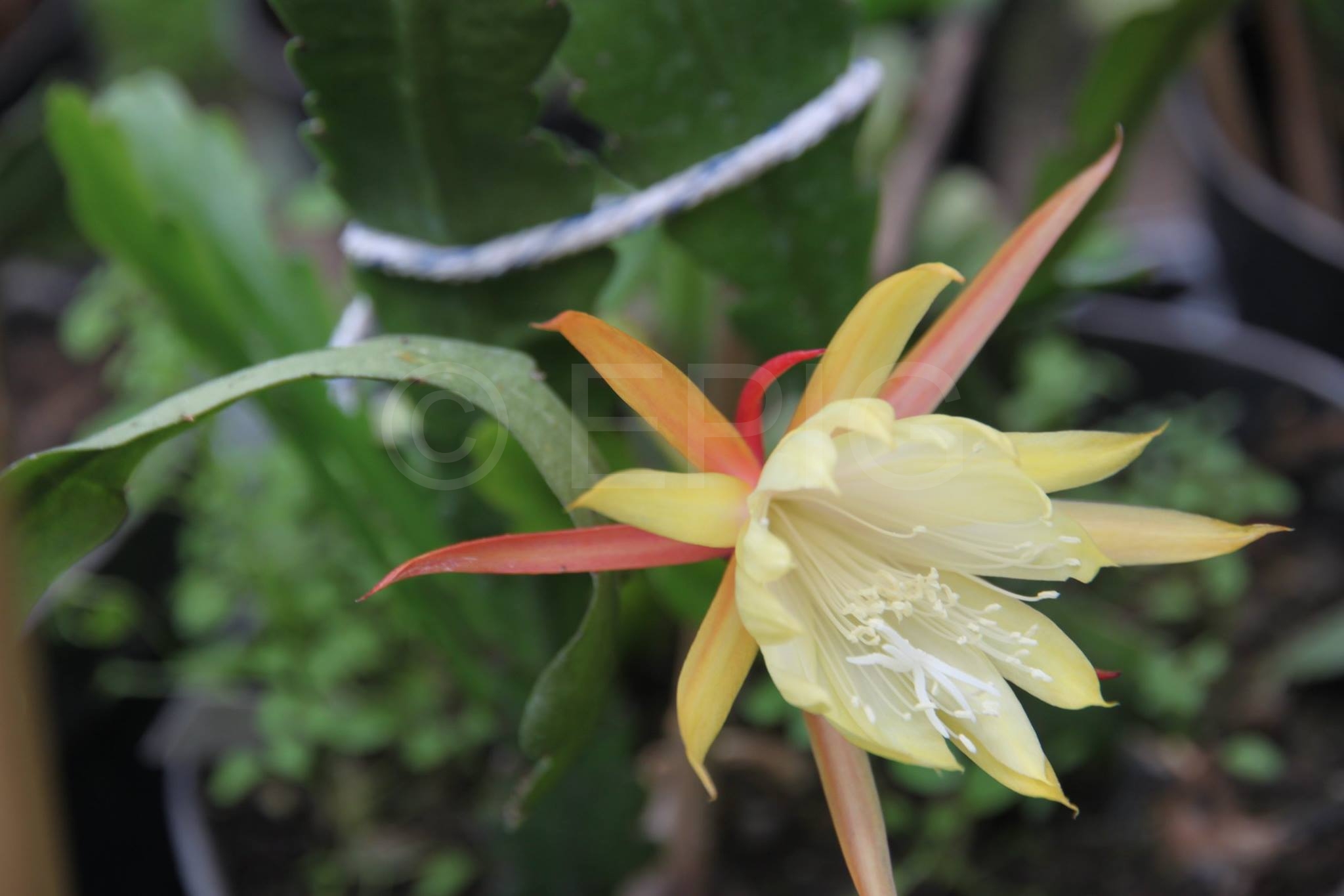 Epiphyllum floribundum (Foto Heinz Peter Mohrdieck)