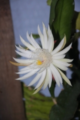 Epiphyllum hookeri ssp. guatemalense (Foto Heinz Peter Mohrdieck)