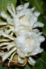 Epiphyllum oxypetalum (Mark Twain) (Foto Don Burnett)