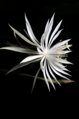 Epiphyllum pumillum (Foto Heiner Düsterhaus)