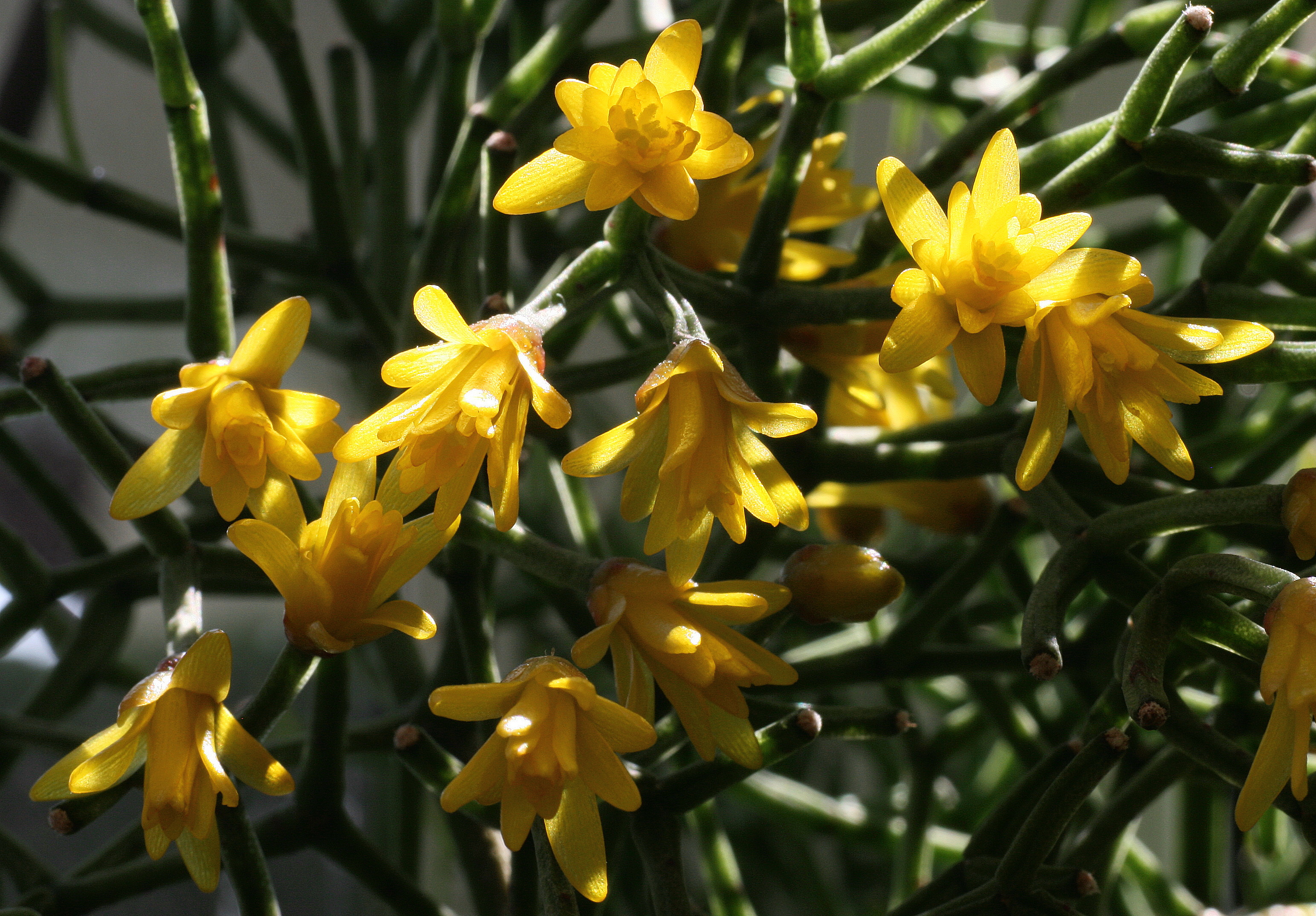 Hatiora Interessengemeinschaft Epiphytische Kakteen