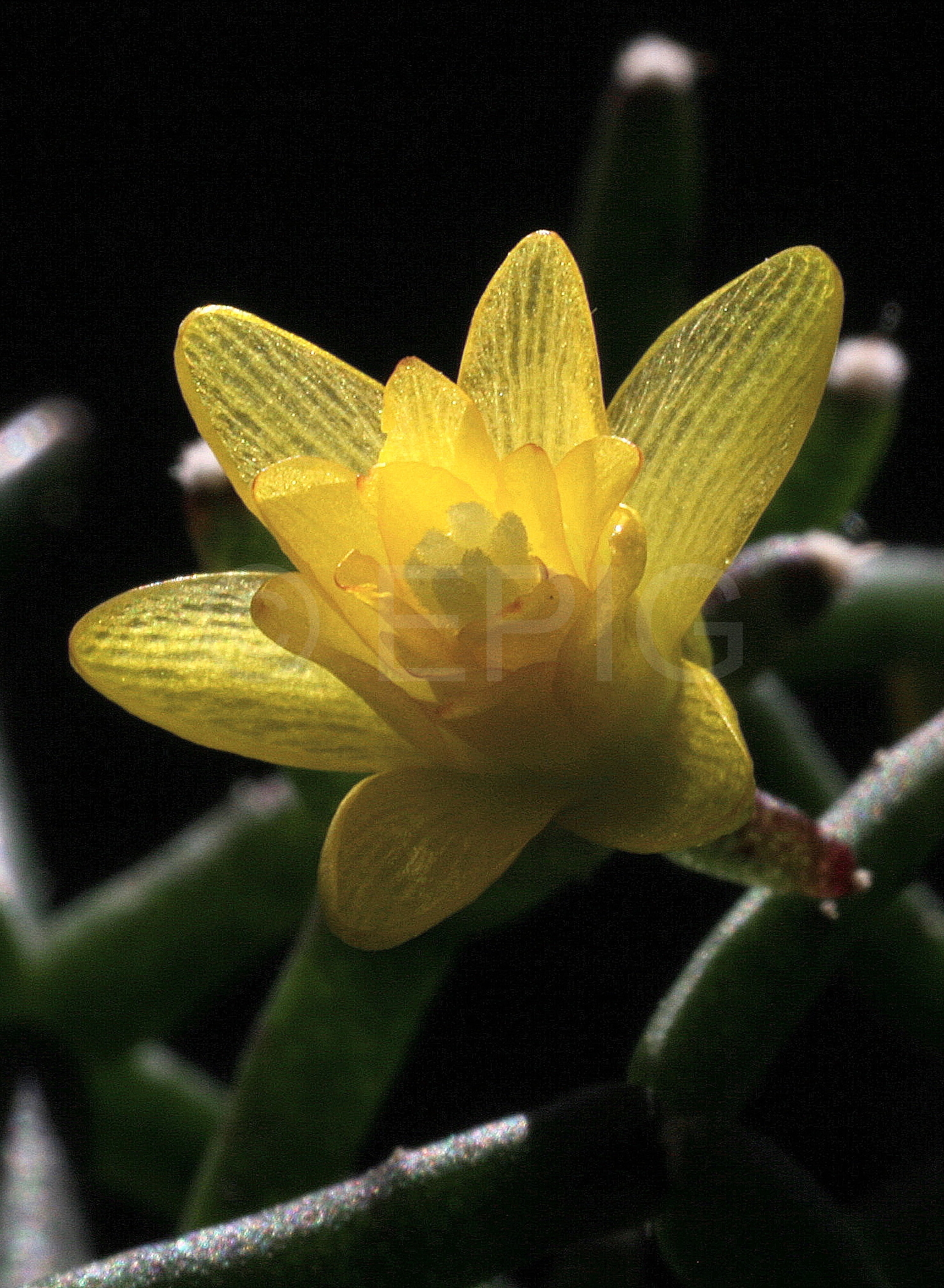 Hatiora cylindrica (Kew, Blüte) (Foto Jochen Bockemühl)