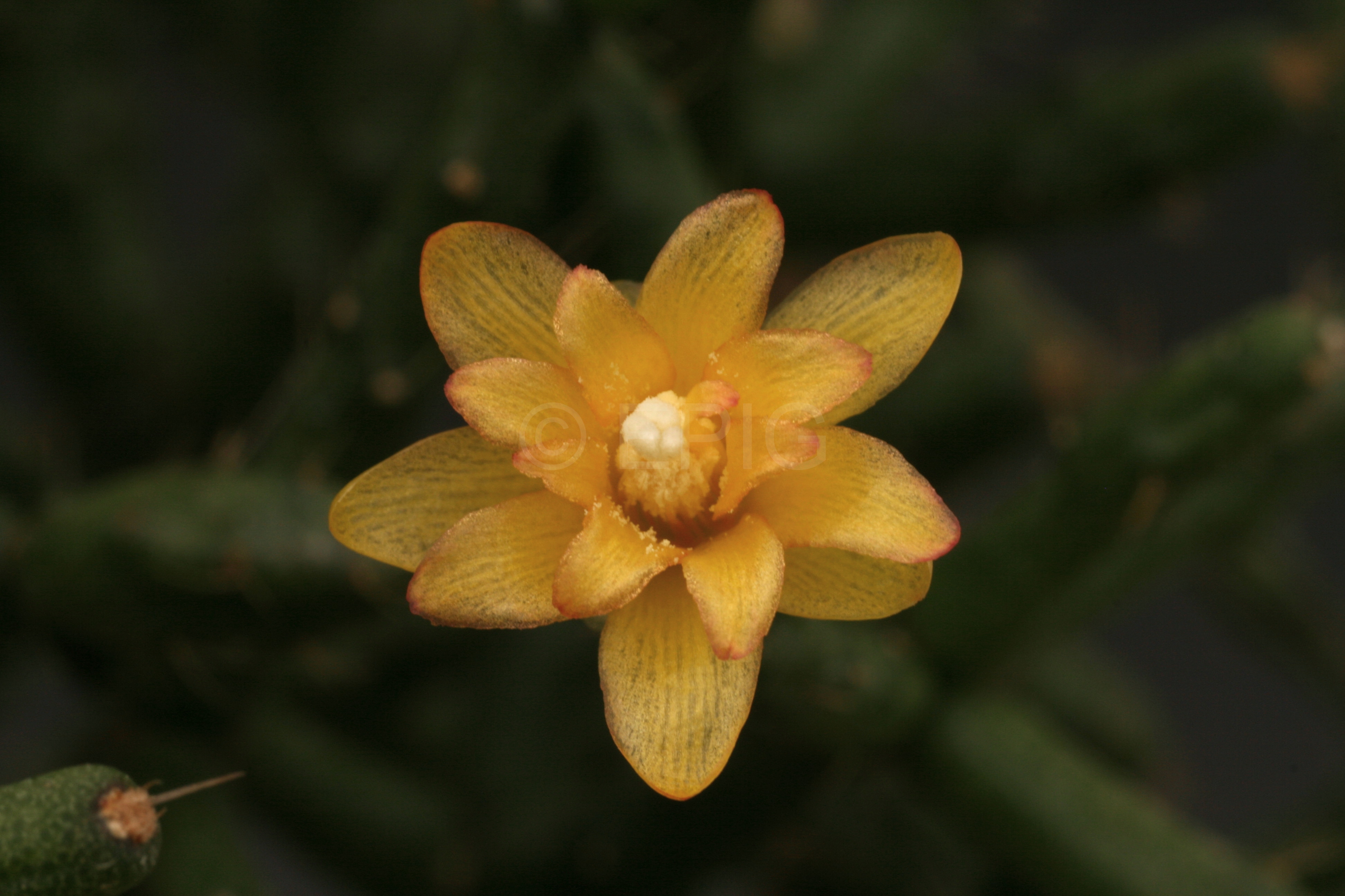Hatiora salicornioides (Blüte) (Foto Jochen Bockemühl)