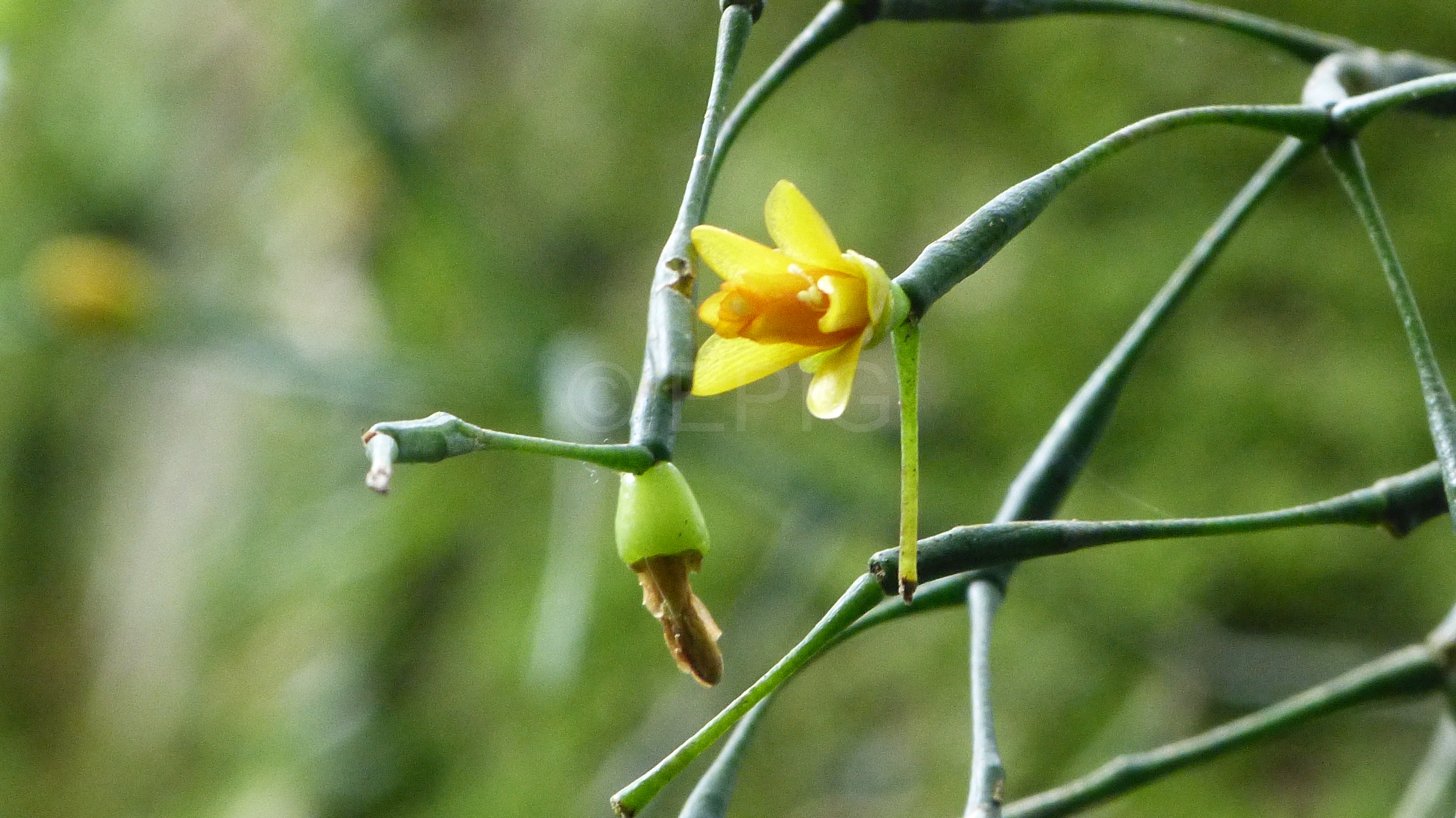 Hatiora salicornioides Teresopolis Blüte (Foto Ruud Tropper)