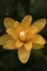 Hatiora salicornioides (Blüte) (Foto Jochen Bockemühl)