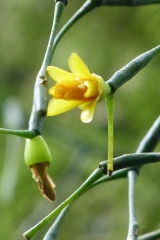 Hatiora salicornioides Teresopolis Blüte (Foto Ruud Tropper)