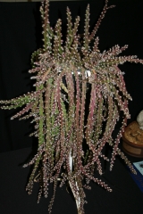 Lepismium cruciforme (Foto Rainbow Gardens)