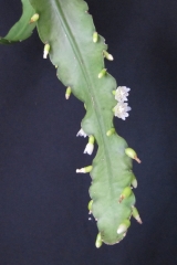 Lymanbensonia brevispina (Foto Horst Kündiger)