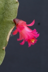 Lymanbensonia micrantha (HBG) (Foto Jochen Bockemühl)