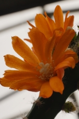 Pfeiffera miyagawae (Typklon) (Foto Ruud Tropper)