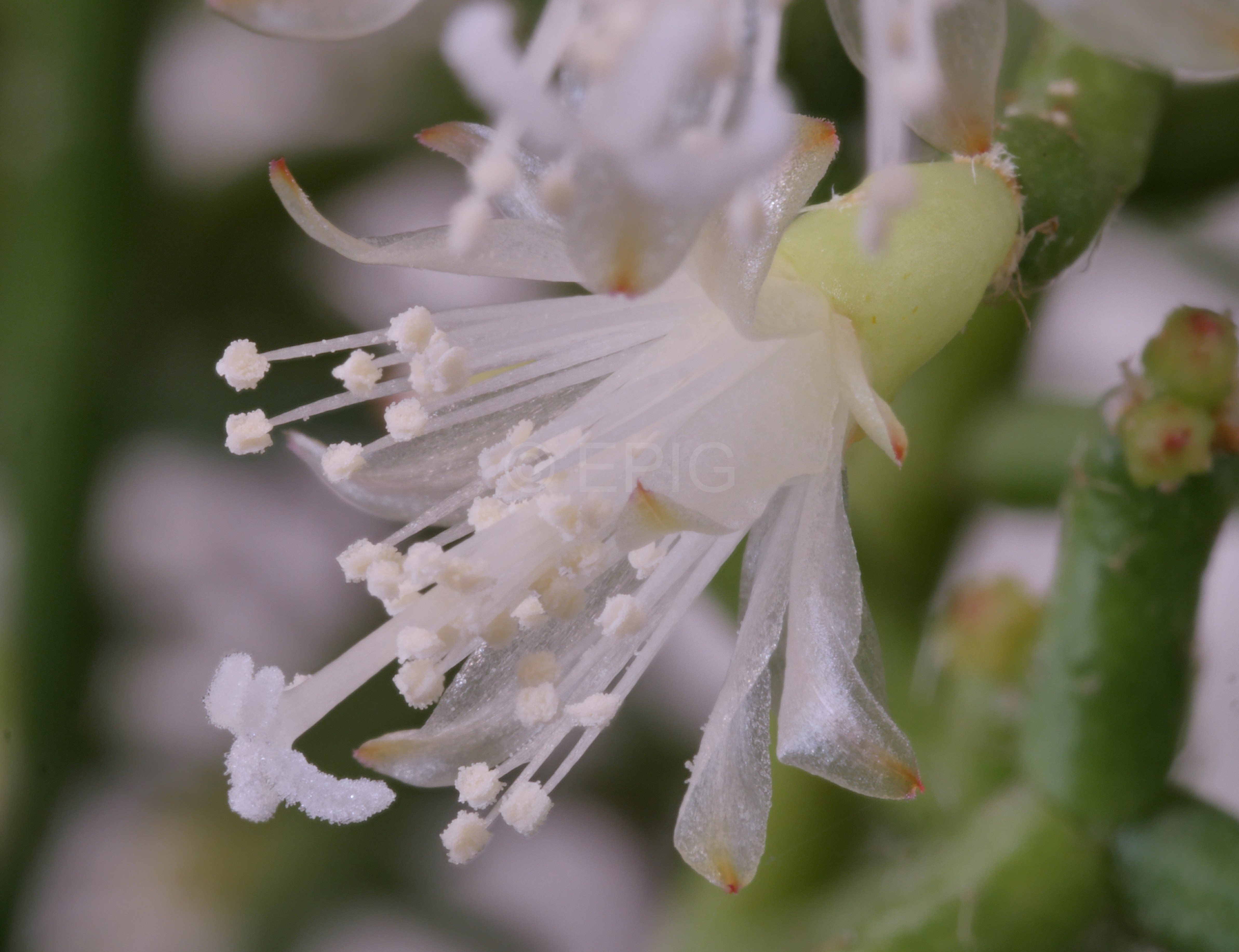 Rhipsalis cereuscula (Foto Ruud Tropper)