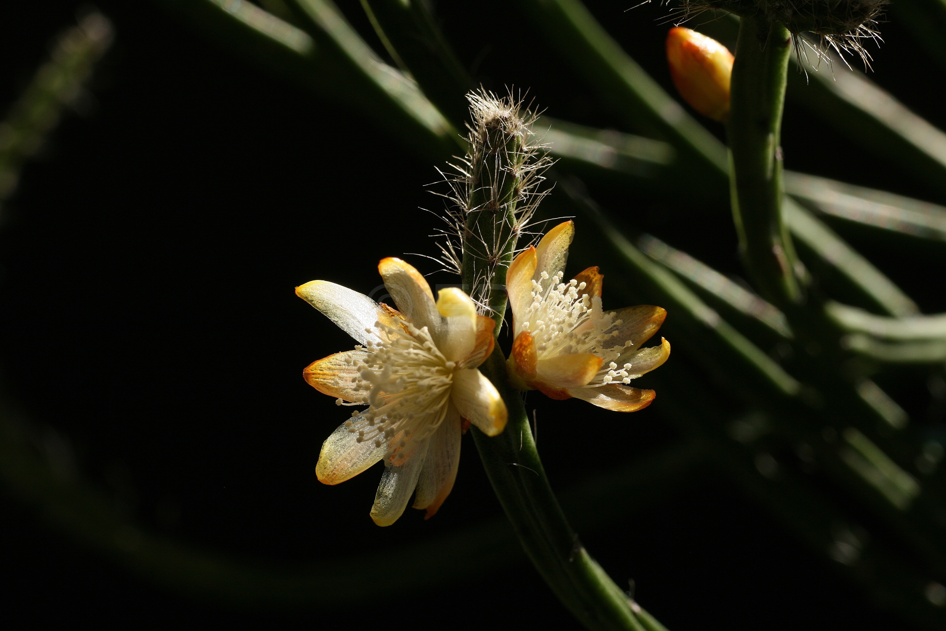 Rhipsalis spinescens (Foto Jochen Bockemühl)