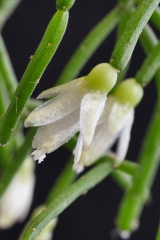 Rhipsalis burchellii AH714 (Foto Ruud Tropper)