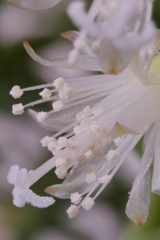 Rhipsalis cereuscula (Foto Ruud Tropper)