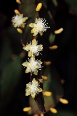 Rhipsalis elliptica (Foto Heiner Düsterhaus)