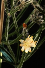 Rhipsalis spinescens (Foto Jochen Bockemühl)
