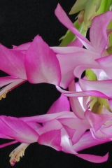 Schlumbergera x reginae PG05 'Pink Regent' (Foto Ruud Tropper)
