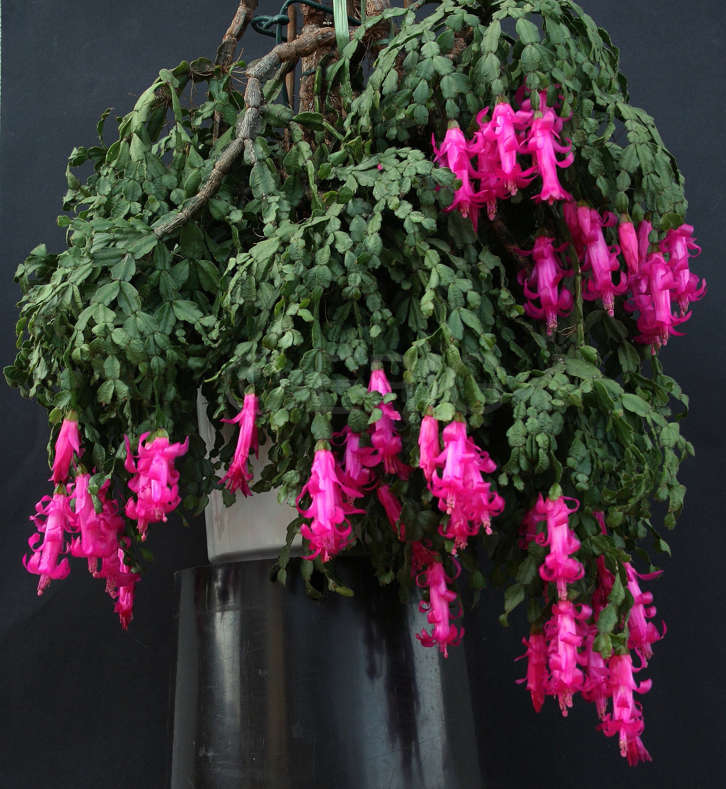 Schlumbergera Interessengemeinschaft Epiphytische Kakteen