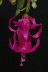 Schlumbergera russelliana (Foto Ruud Tropper)