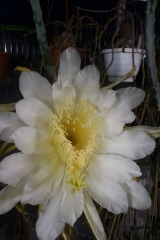 Selenicereus monacanthus (ex Hylocereus) (Foto Tobias Pfeil)