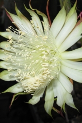 Selenicereus spinulosus (Foto Rudolf Bölderl)